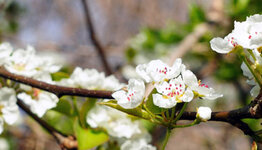Pyrus calleryana image