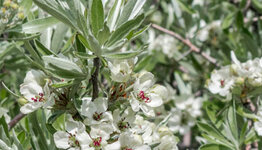 Pyrus salicifolia image