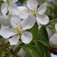 Malus toringo