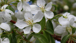Malus toringo image