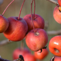 Malus Evereste