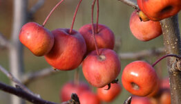 Malus Evereste image