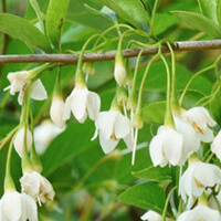 Styrax japonicus
