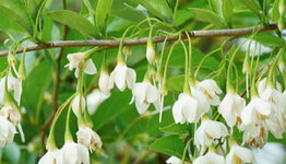 Styrax japonicus image