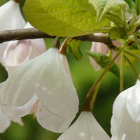 Sneeuwklokjesboom