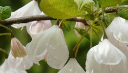 Sneeuwklokjesboom image