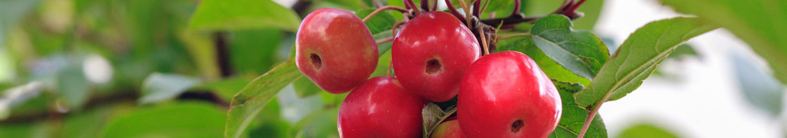 Malus Red Sentinel