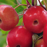 Malus Red Sentinel
