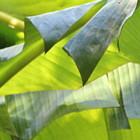 Bananenboom