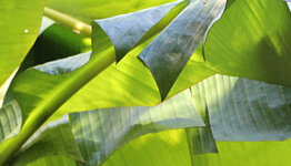 Bananenboom image