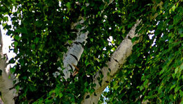 Treurberk image