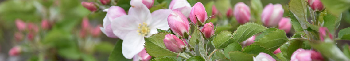 Malus domestica