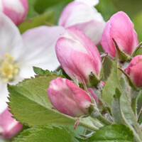 Malus domestica