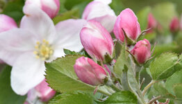 Malus domestica image