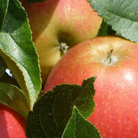 Malus Elstar