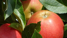 Malus Elstar image