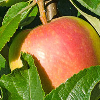 Notarisappel