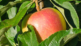 Notarisappel image