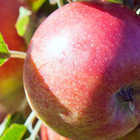 Jonagold appelboom