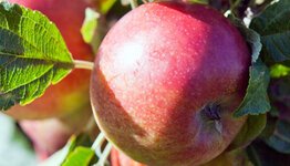 Jonagold appelboom image