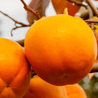 Diospyros kaki