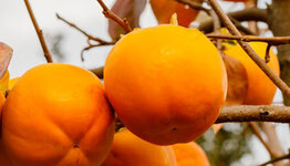 Diospyros kaki image