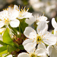 Prunus avium