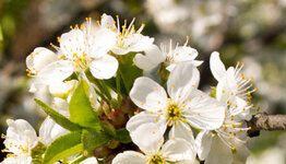Prunus avium image