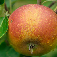 Cox's Orange Pippin