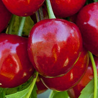 Prunus avium Hedelfinger