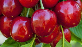 Prunus avium Hedelfinger image