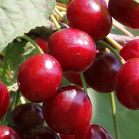 Prunus avium Sunburst