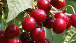 Prunus avium Sunburst image