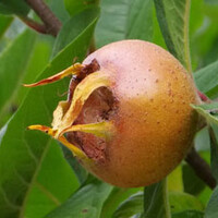 Mespilus germanica
