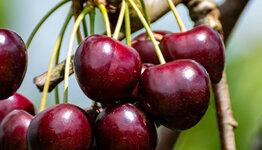 Prunus avium Stella image
