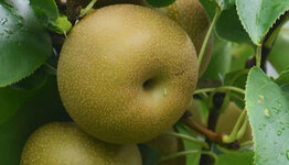 Pyrus pyrifolia image