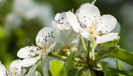 Pyrus communis image