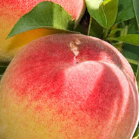 Prunus persica