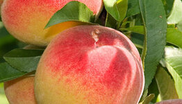Prunus persica image