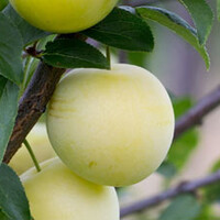 Gele pruimenboom