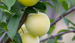 Gele pruimenboom image