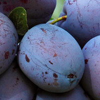 Blauwe pruim