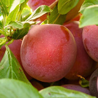 Prunus Victoria 