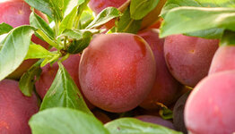 Prunus Victoria  image