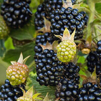 Rubus fruticosus