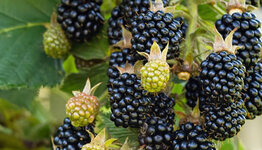 Rubus fruticosus image