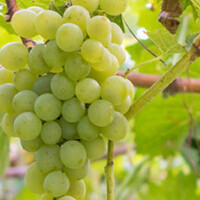 Vitis vinifera