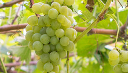 Vitis vinifera image