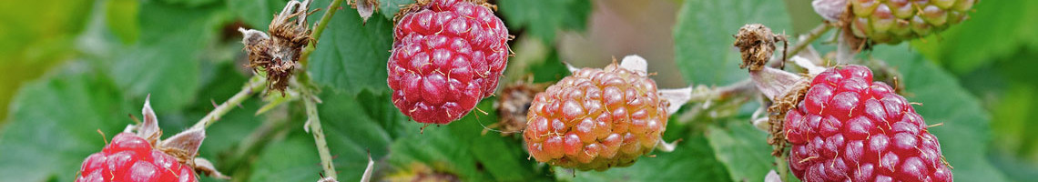 Rubus idaeus