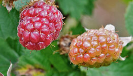Rubus idaeus image